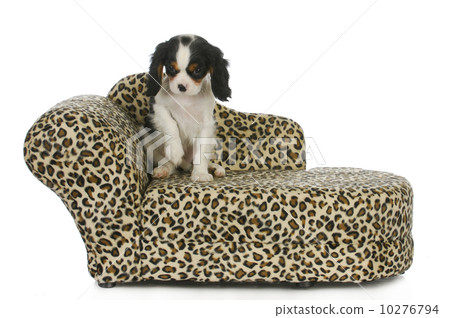 dog sitting on couch 10276794