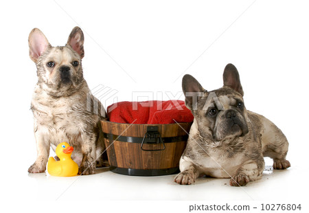 dirty dogs dirty dogs 10276804