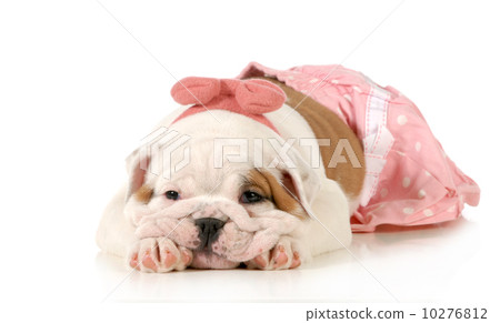 cute puppy 10276812