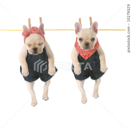 cute puppies cute puppies 10276829