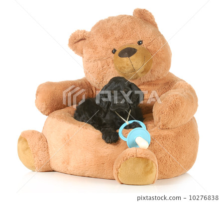cute puppy cute puppy 10276838