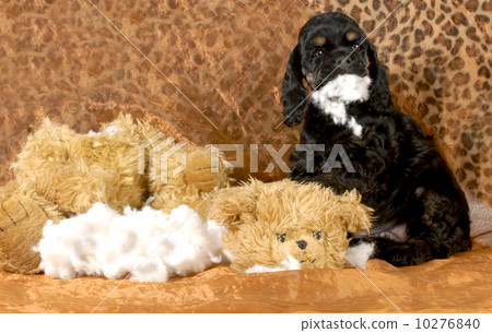 naughty puppy 10276840