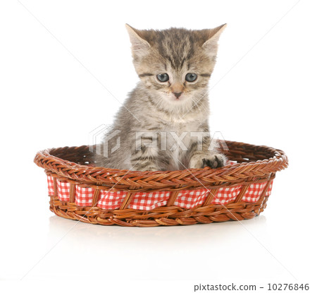 cute kitten 10276846