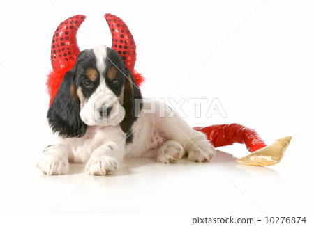 naughty puppy 10276874