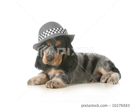 cute puppy 10276883