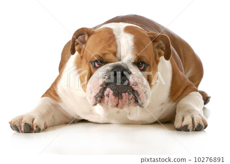 funny dog 10276891