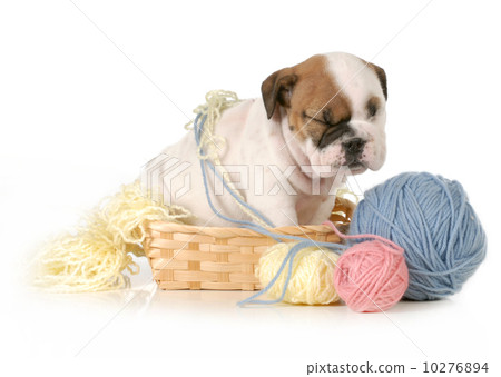 cute puppy 10276894