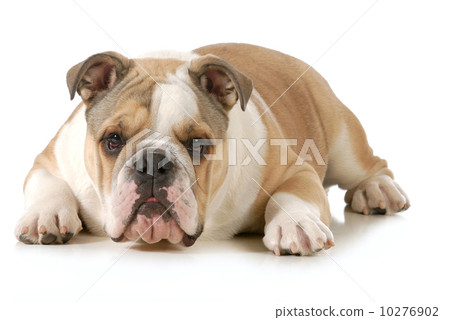 english bulldog 10276902