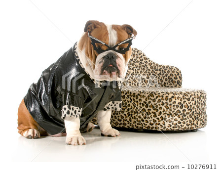 female bulldog female bulldog 10276911