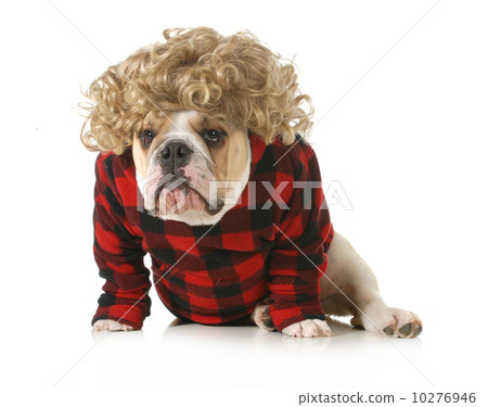 redneck dog 10276946