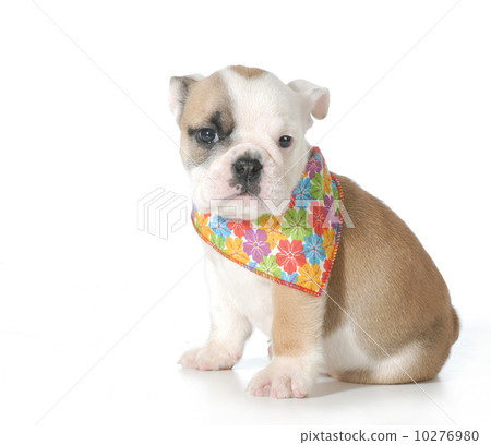 cute puppy 10276980