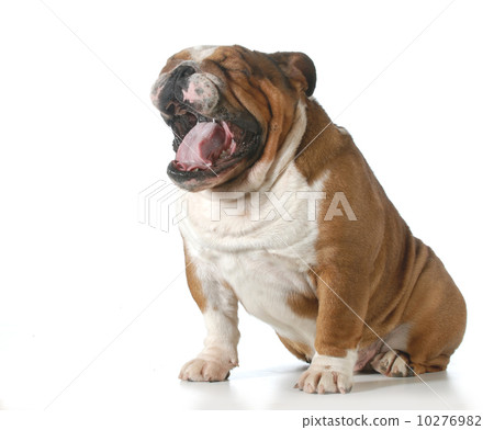 dog yawning dog yawning 10276982