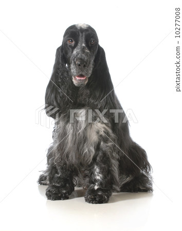 spaniel 10277008