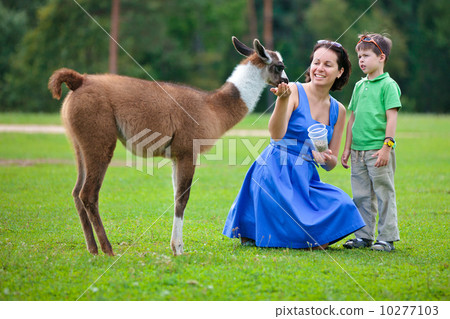 Woman and her son feeding baby lama in farm Woman and her son feeding baby lama in farm 10277103