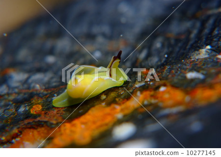 海參 海參 10277145