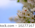 Cherry Blossoms	 10277167