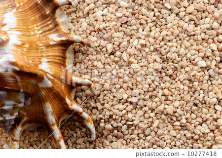 Tropical seashell on sand Tropical seashell on sand 10277418