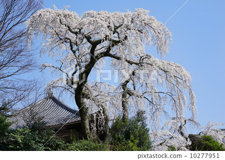 Arima Zenfukuji Temple Cherry Blossoms 10277951