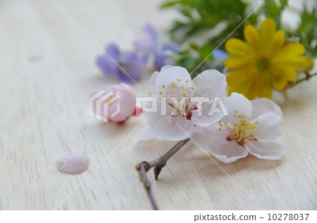 春天的花朵 春天的花朵 10278037