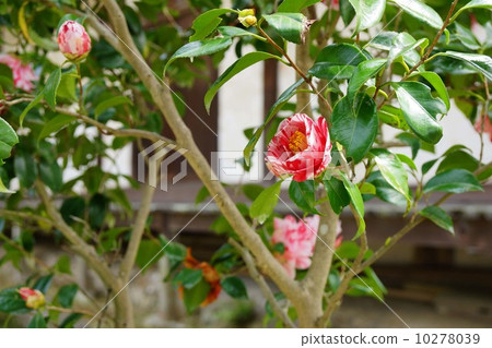 Gossiki Camellia在百柱寺 Gossiki Camellia在百柱寺 10278039