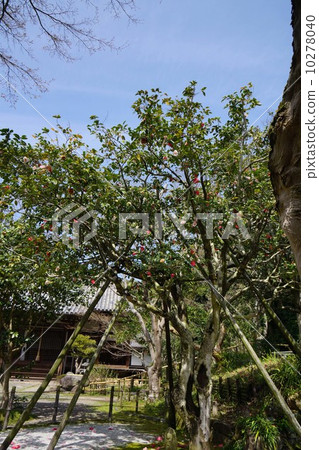 Gossiki Camellia在百柱寺 10278040
