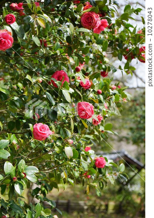 山茶花山茶花 山茶花山茶花 10278043