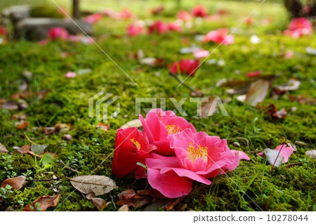 落花茶花 落花茶花 10278044