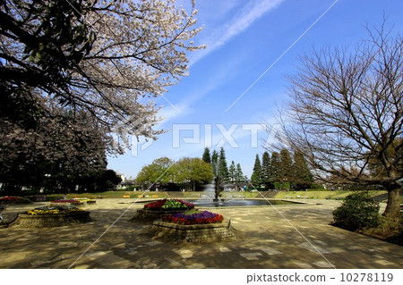 Cherry tree in Setagaya Park Cherry tree in Setagaya Park 10278119
