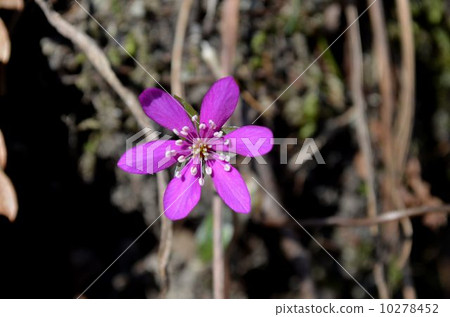 Affiliation 10278452