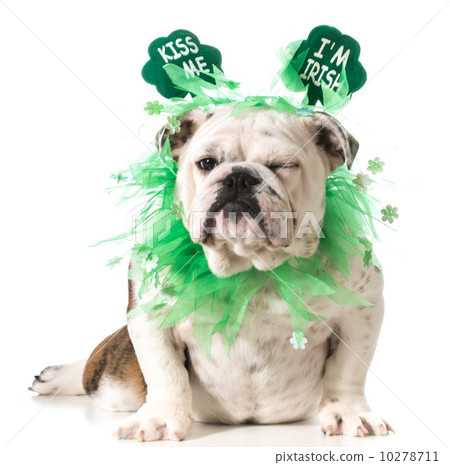 St. Patricks Day dog St. Patricks Day dog 10278711
