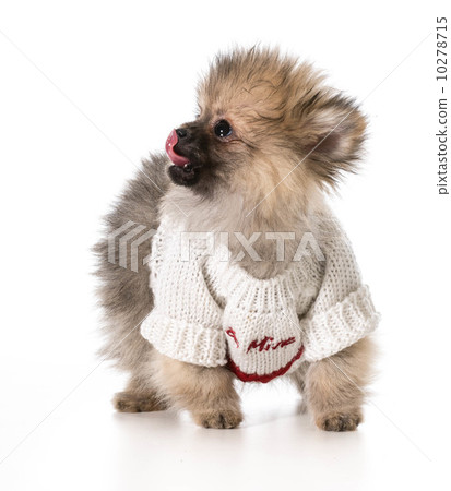 puppy wearing sweater puppy wearing sweater 10278715