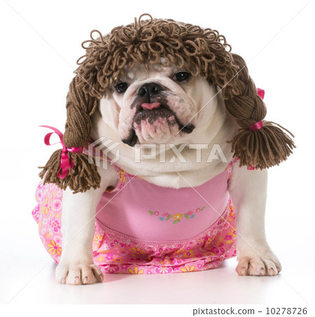 female dog female dog 10278726