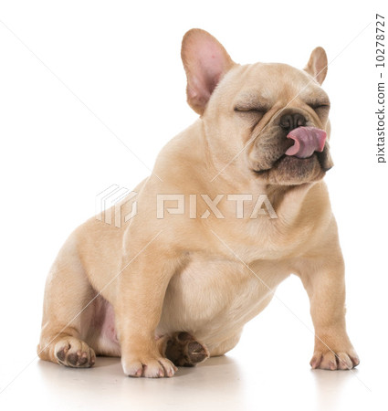 dog licking lips 10278727