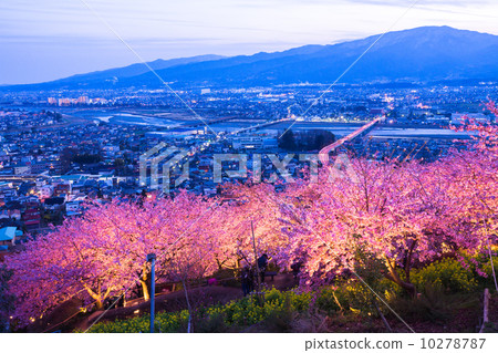 Hill at night cherry blossoms 10278787