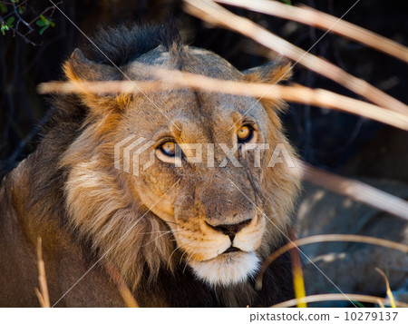Lion in grass 10279137