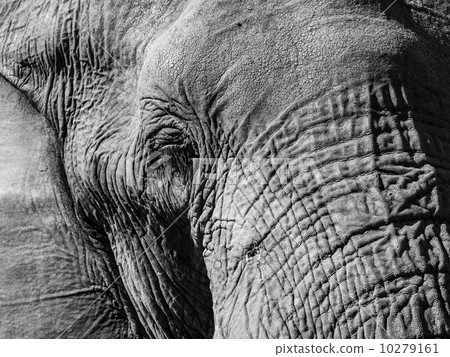 Detail of elephant 10279161