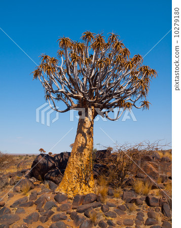 Aloe (quiver) tree in Kokerboom forest 10279180