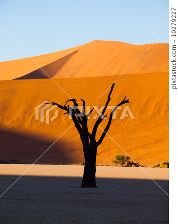 Dead trees in Sossusvlei Dead trees in Sossusvlei 10279227