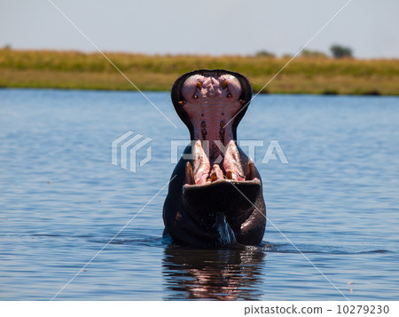 Hippo in Chobe River Hippo in Chobe River 10279230