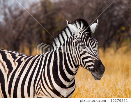 Beautiful zebra 10279231