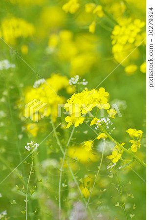 園林花卉 10279324