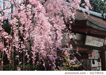 Branched cherry blossoms of Kyoto Kamigamo Shrine Branched cherry blossoms of Kyoto Kamigamo Shrine 10279658