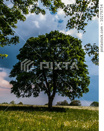 Big tree in summer time Big tree in summer time 10279754
