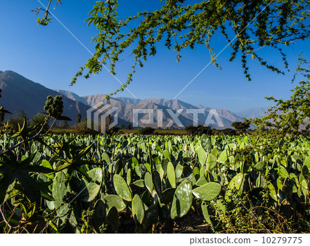 Prickly pear field near Nazca 10279775