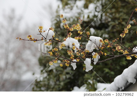 Wax plum and snow Wax plum and snow 10279962