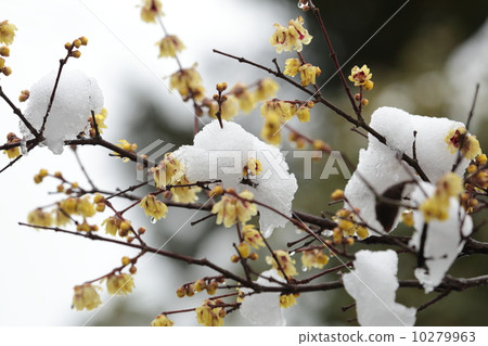Wax plum and snow Part 2 Wax plum and snow Part 2 10279963