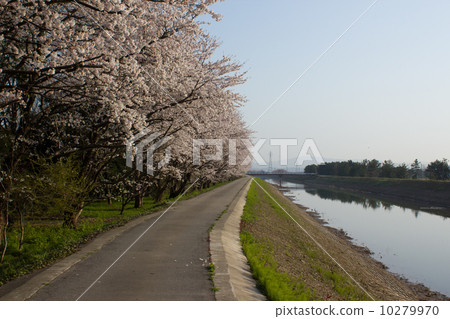 櫻花在北部公園 10279970