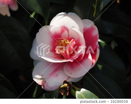 Camellia 10280038