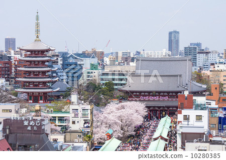 Cherry tree full bloom · Sensoji temple Cherry tree full bloom · Sensoji temple 10280385