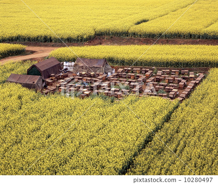 Beekeeping of golden chicken rape field Beekeeping of golden chicken rape field 10280497